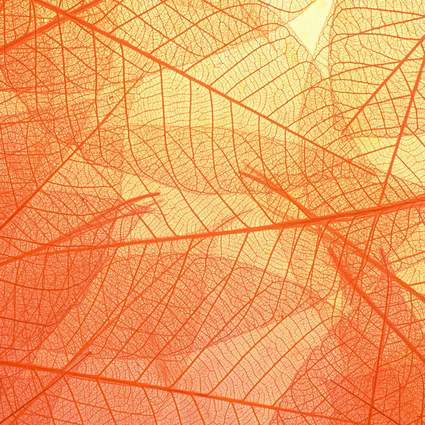 Abstract texture of colorful bright pattern of transparent leaves of orange and yellow color